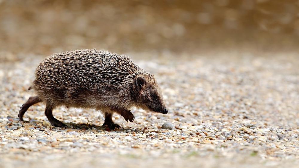 Adorable Hedgehog on a Pebbly Path wallpaper