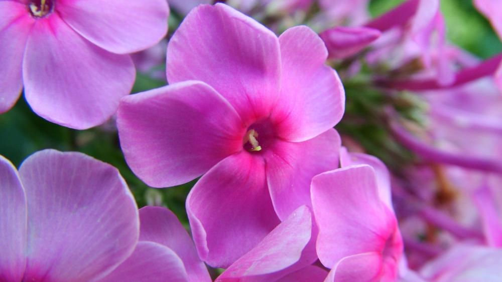 Vibrant Pink Garden Phlox Blooms wallpaper