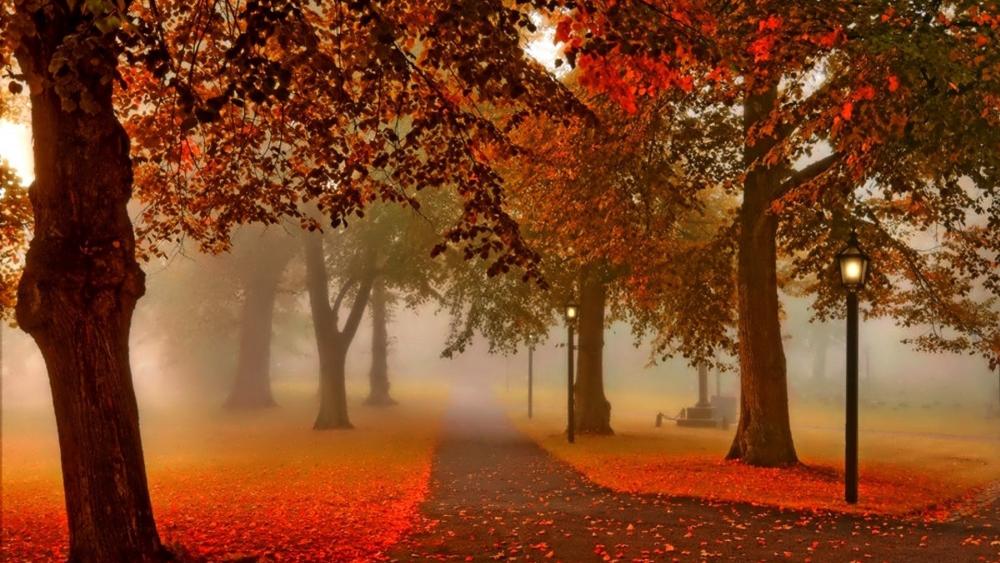 Autumn Pathway in a Serene Forest wallpaper