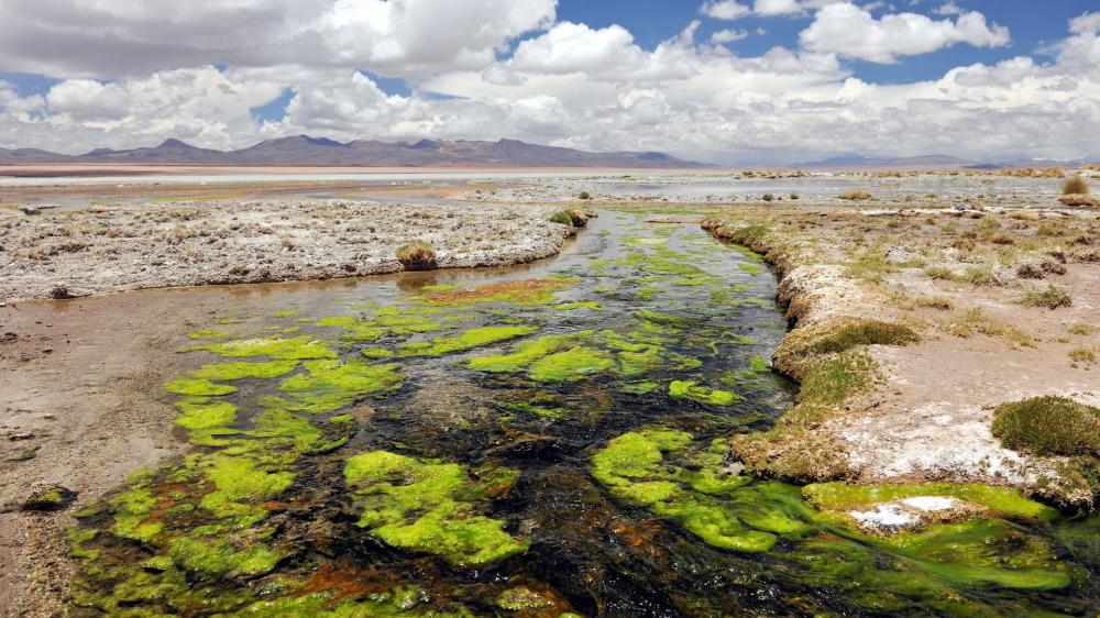 Algae-Covered Freshwater Marsh wallpaper