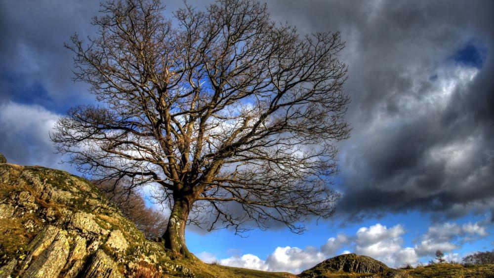 Lone Tree Against Dramatic Sky wallpaper