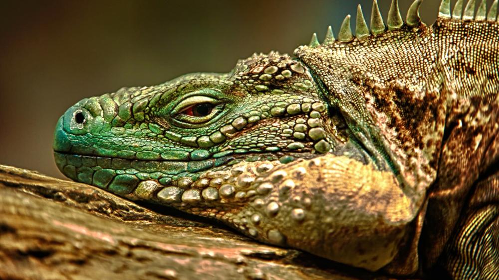 Resting Iguana Majesty wallpaper