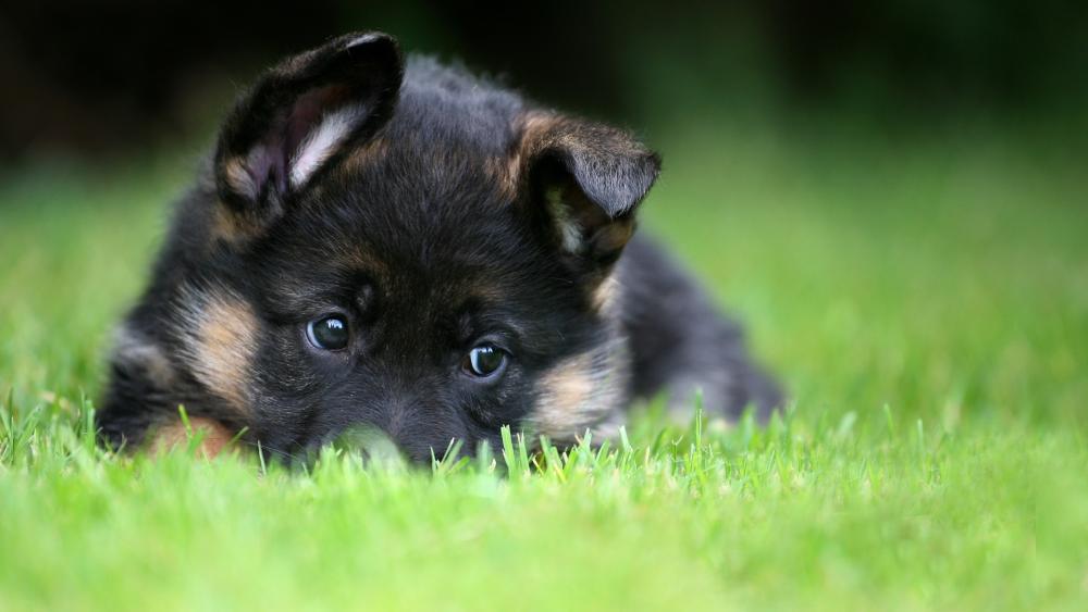 Adorable German Shepherd Puppy Playing in Grass wallpaper