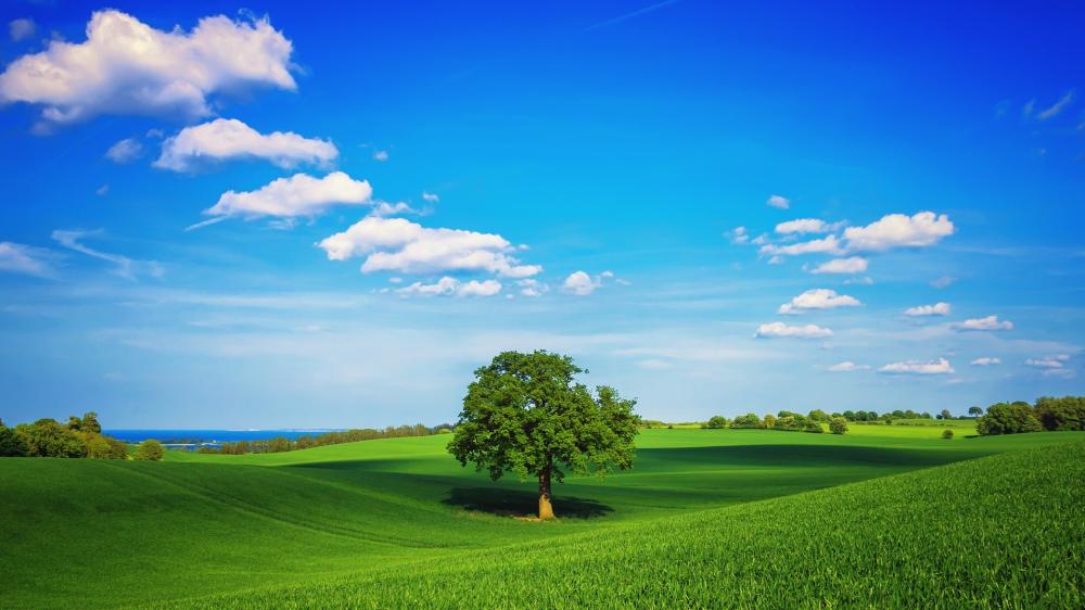 Lone Tree in Tranquil Countryside wallpaper