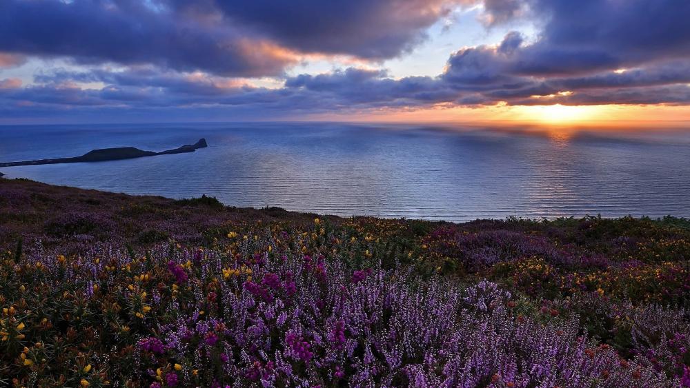 Wildflower Field Overlooking the Sea at Dusk wallpaper