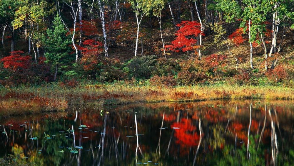 Autumn Lake Reflection Beauty wallpaper