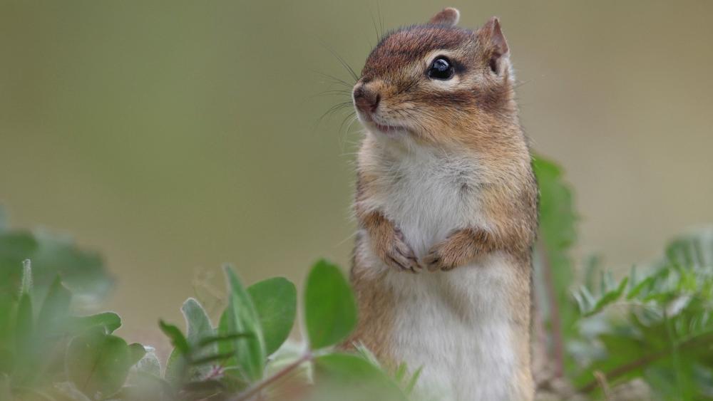 Chipmunk in a Natural Habitat wallpaper