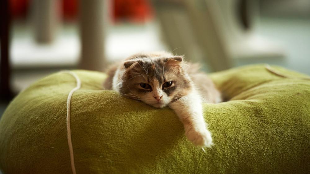 Lazy Cat Lounging Blissfully wallpaper