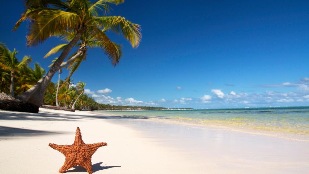 Starfish on Pristine Tropical Beach wallpaper