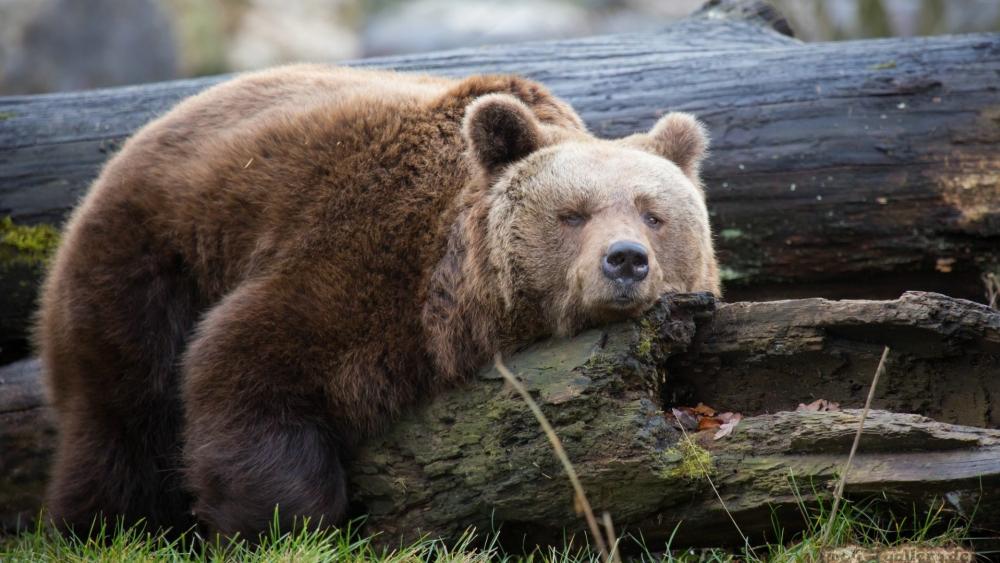 Lazy Bear Resting on a Log wallpaper