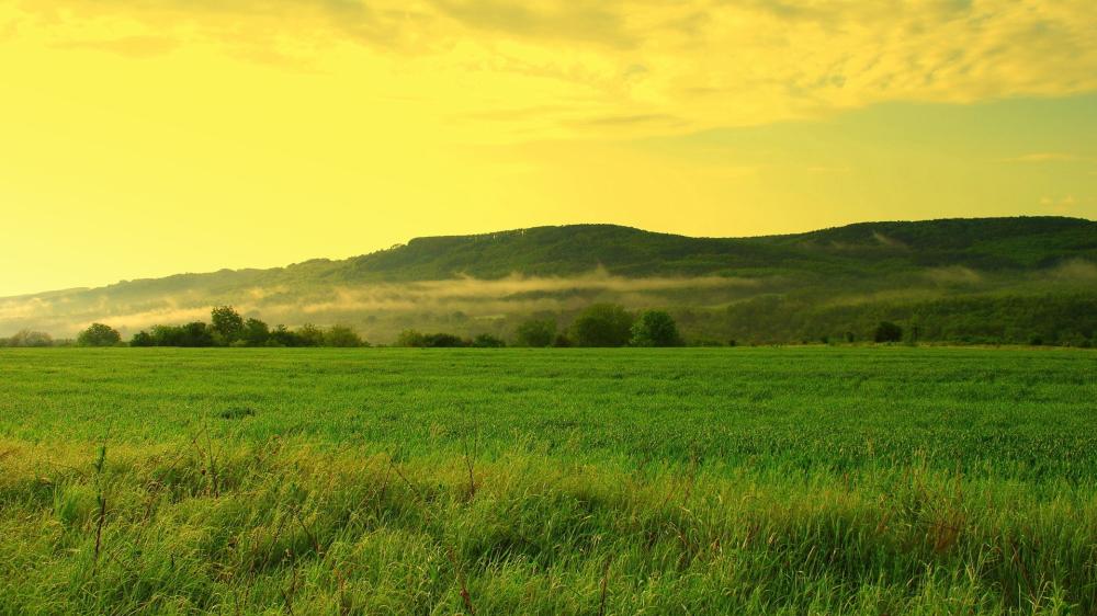 Golden Sky Over Lush Meadow wallpaper