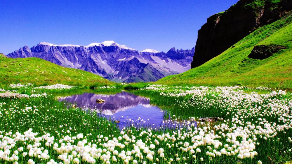 Serene Flower Fields of Mount Olympus wallpaper