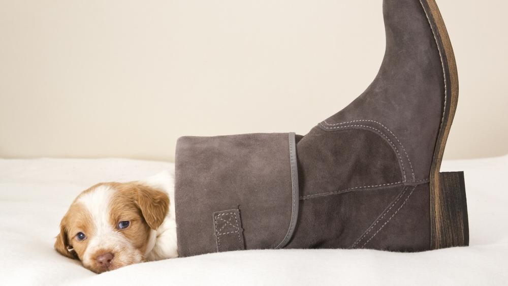 Title: Adorable Puppy Resting In Boot wallpaper