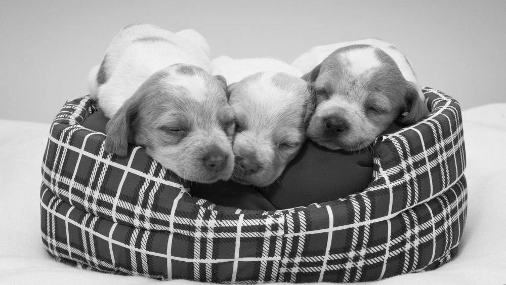 Cute Puppy Trio Sleeping Soundly in a Basket wallpaper