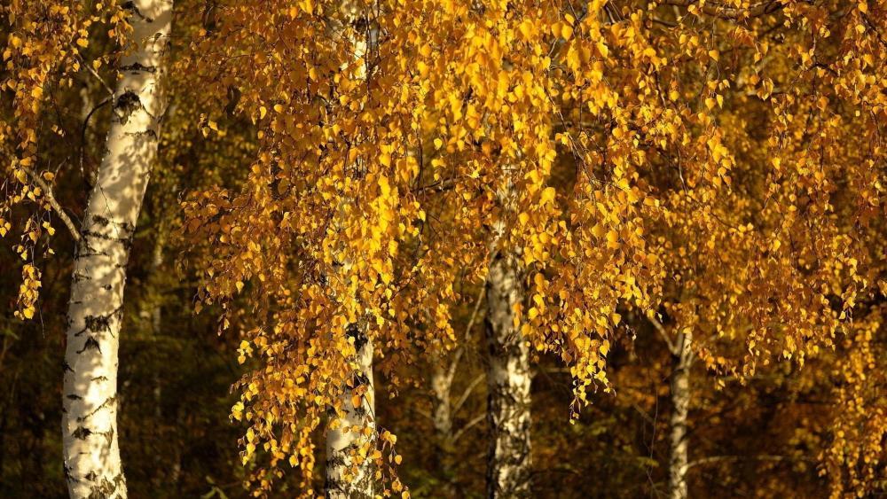 Golden Autumn Birch Trees wallpaper