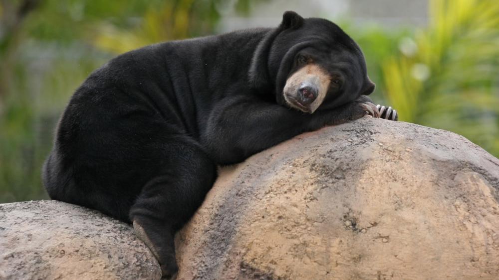 Sleepy Sun Bear Relaxing on a Rock wallpaper