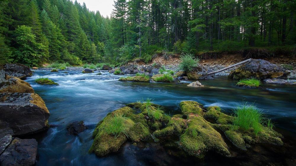 Tranquil Forest River Scene wallpaper