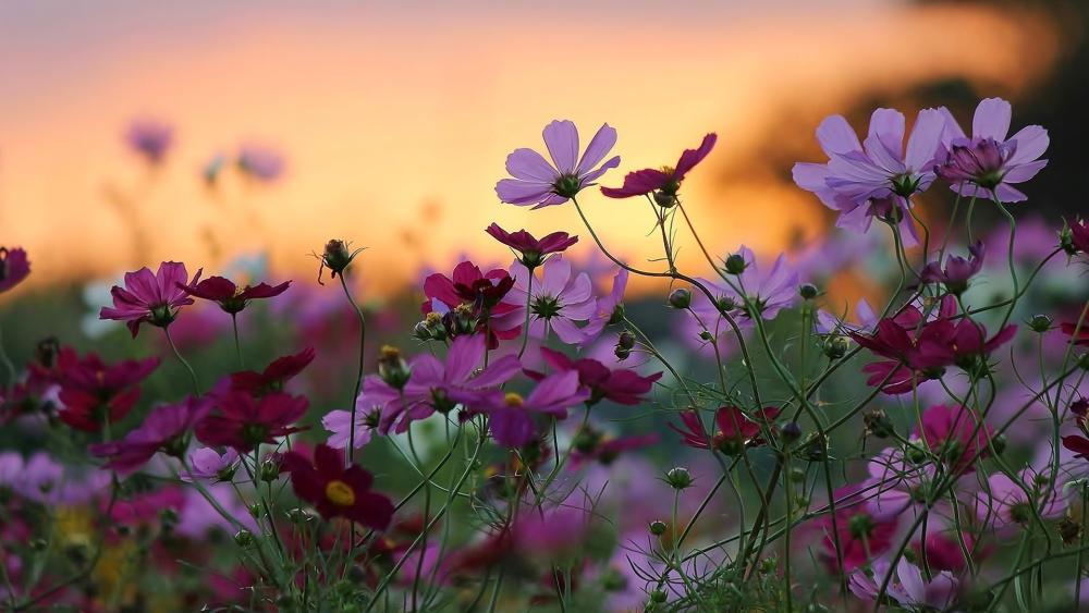 Cosmos Blooms at Sunset wallpaper