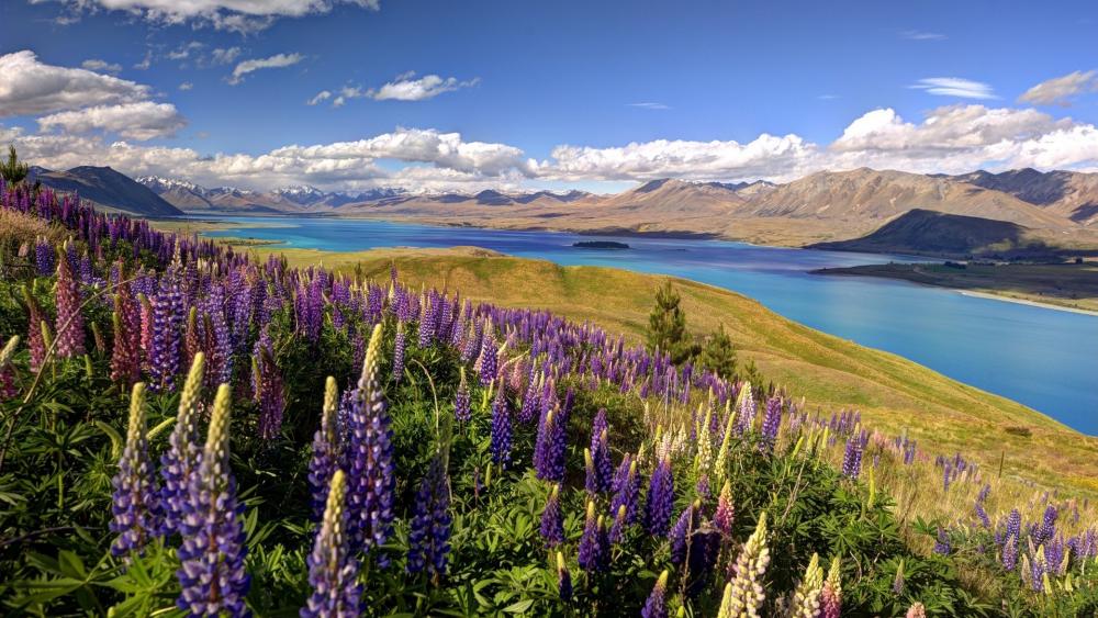 Breathtaking Lupine Field by Lake Tekapo wallpaper