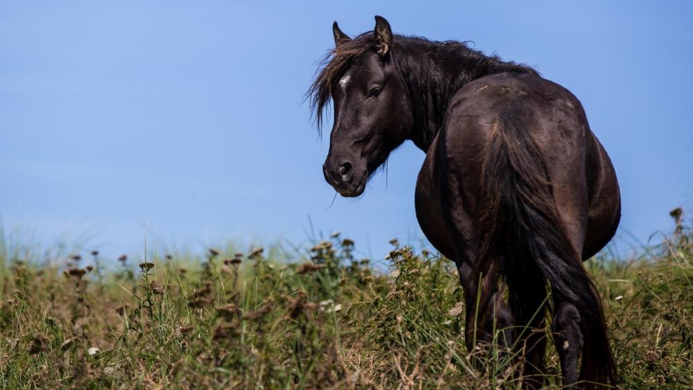 Majestic Black Horse in Meadow wallpaper