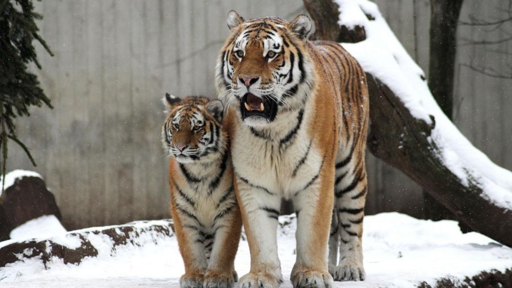 Majestic Tigers in Snowy Habitat wallpaper