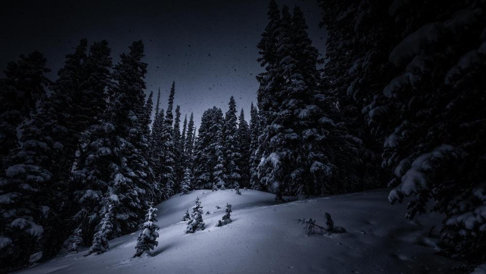 Winter Night in a Pine Forest wallpaper