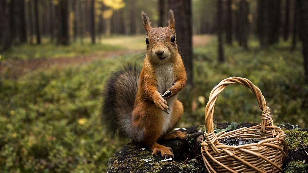 Squirrel in Forest with Basket wallpaper