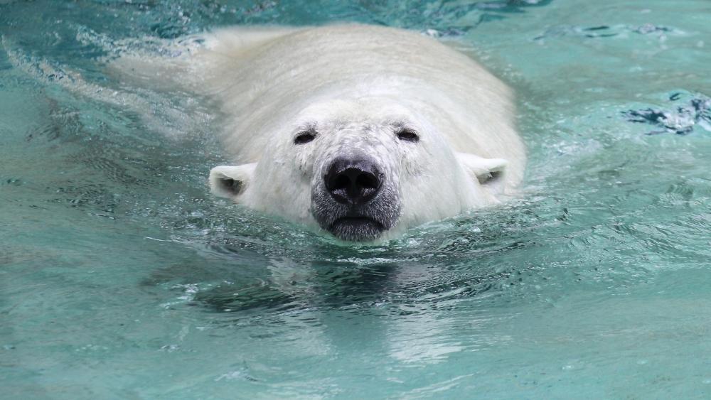 Swimming Polar Bear in Crystal Clear Water wallpaper