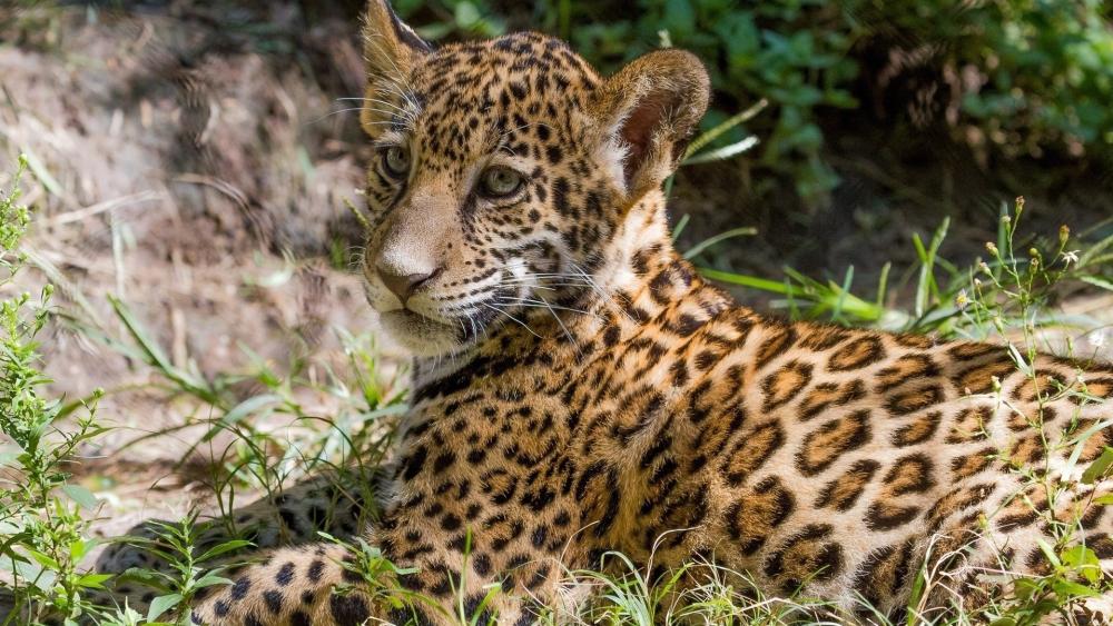 Lazy Jaguar Resting in Nature wallpaper