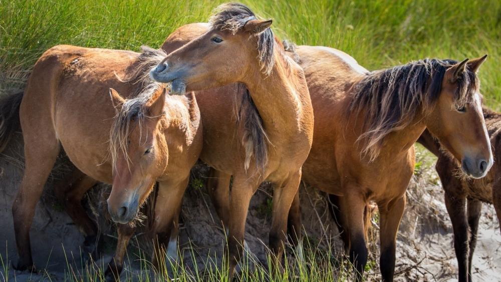 Wild Horses in Serenity Green Meadow wallpaper