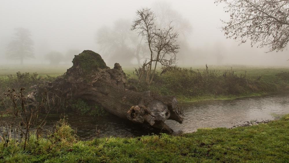 Misty River with Fallen Tree Trunk wallpaper