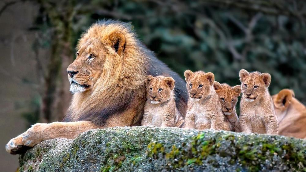 Majestic Lion and Playful Cubs Adventure wallpaper