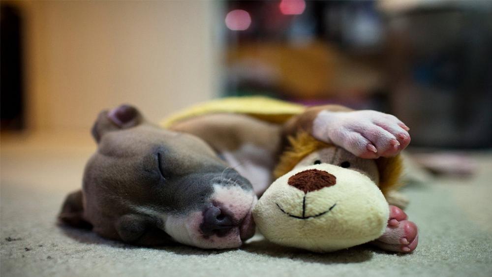 Sleepy Puppy Snuggling with Toy Lion wallpaper