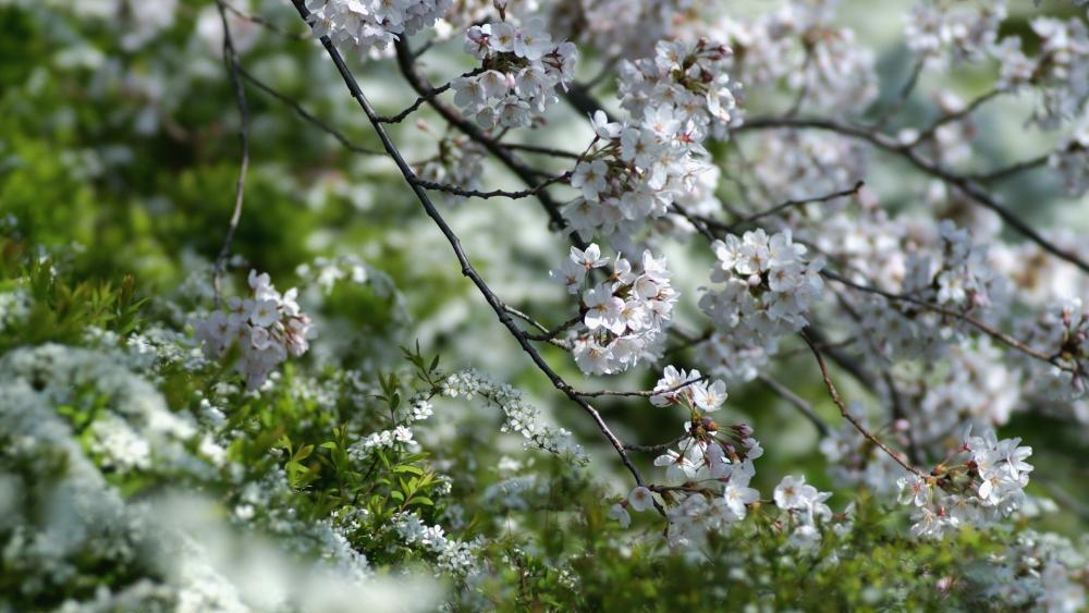 Spring Blossoms in Full Bloom wallpaper