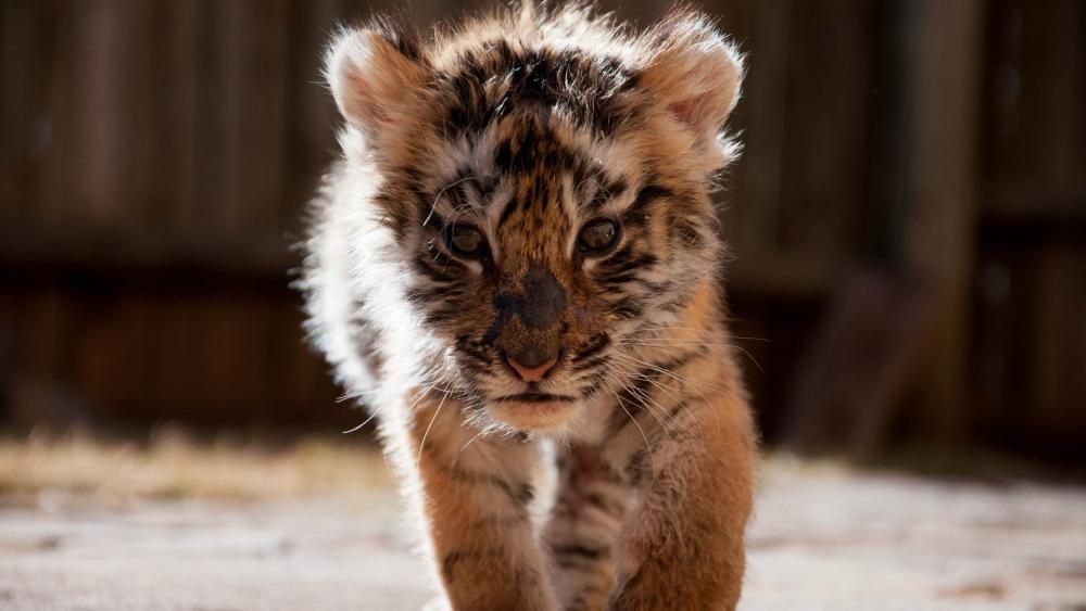 Adorable Baby Tiger Cub Close-Up wallpaper