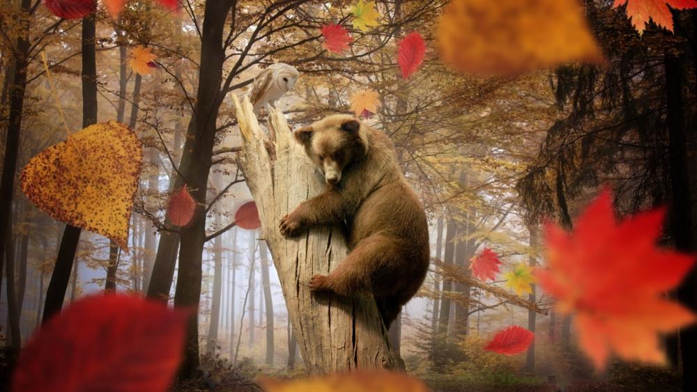 Bear and Owl in Autumn Wonderland wallpaper