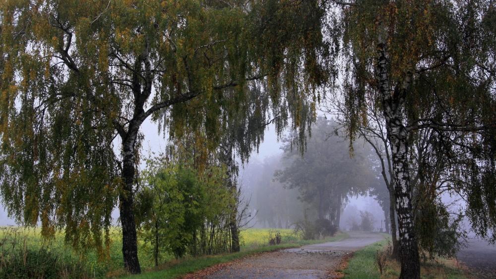 Misty Autumn Birches wallpaper