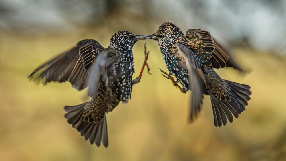 Starling Symphony in Flight wallpaper