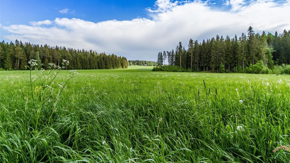 Serene Meadow Under Vast Sky wallpaper