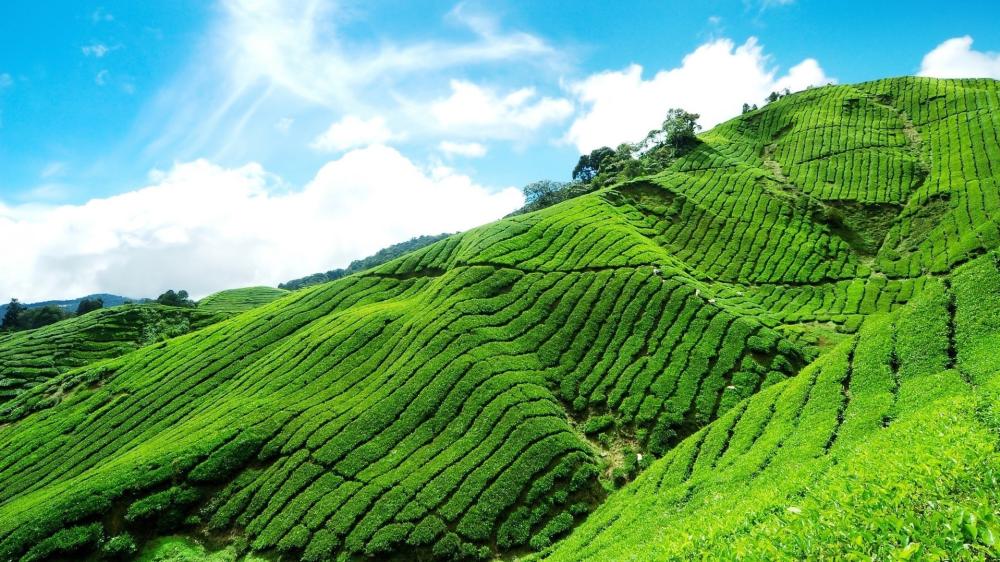 Tea Plantation Paradise wallpaper