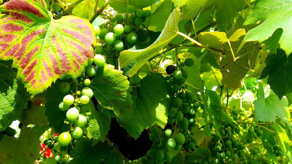 Green Grapes in Sunlit Vineyard wallpaper