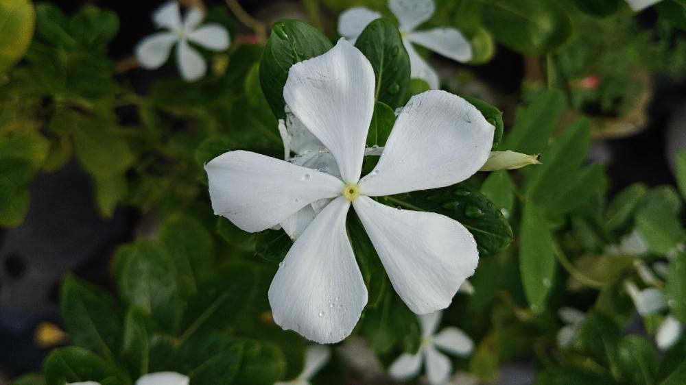 White Flower Delight in India wallpaper