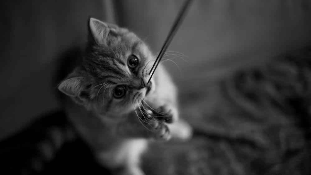 Playful Kitten in Monochrome wallpaper