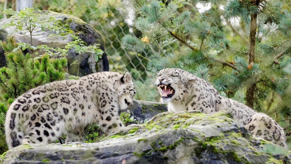 Fierce Snow Leopard Encounter wallpaper