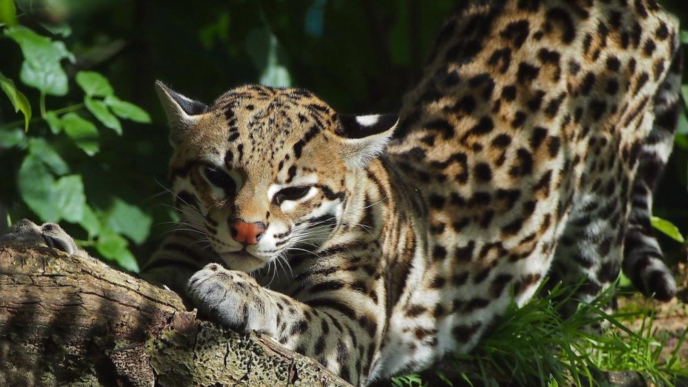 Majestic Ocelot in Natural Habitat wallpaper