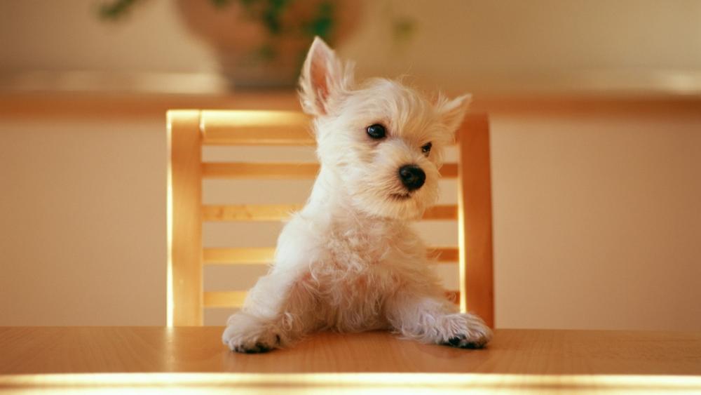 Adorable West Highland White Terrier Pup wallpaper