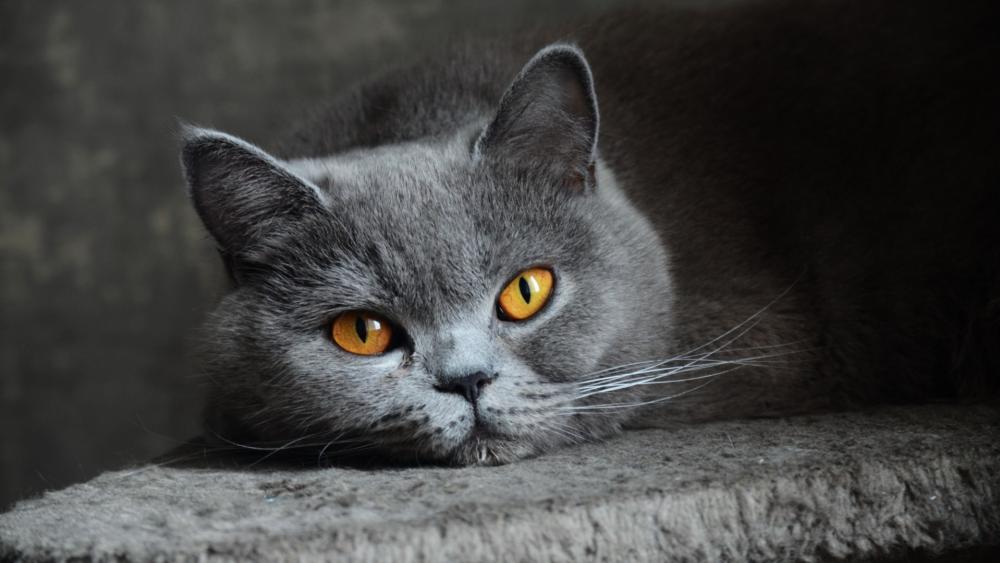 Grey British Shorthair Cat wallpaper