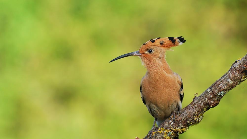 Elegant Hoopoe Perched in Nature wallpaper