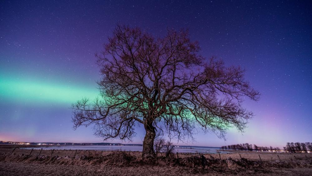 Aurora Borealis Over Lone Tree Landscape wallpaper