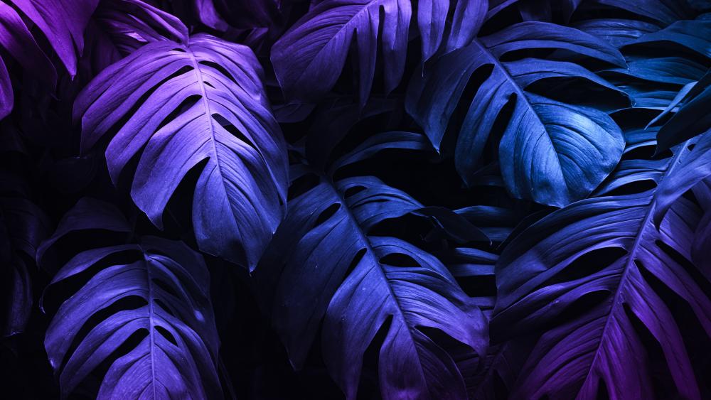 Tropical Purple Monstera Leaves wallpaper